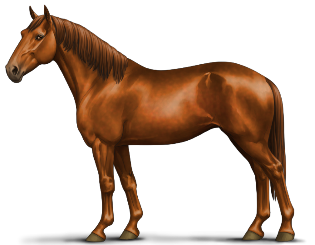 Beautiful horse